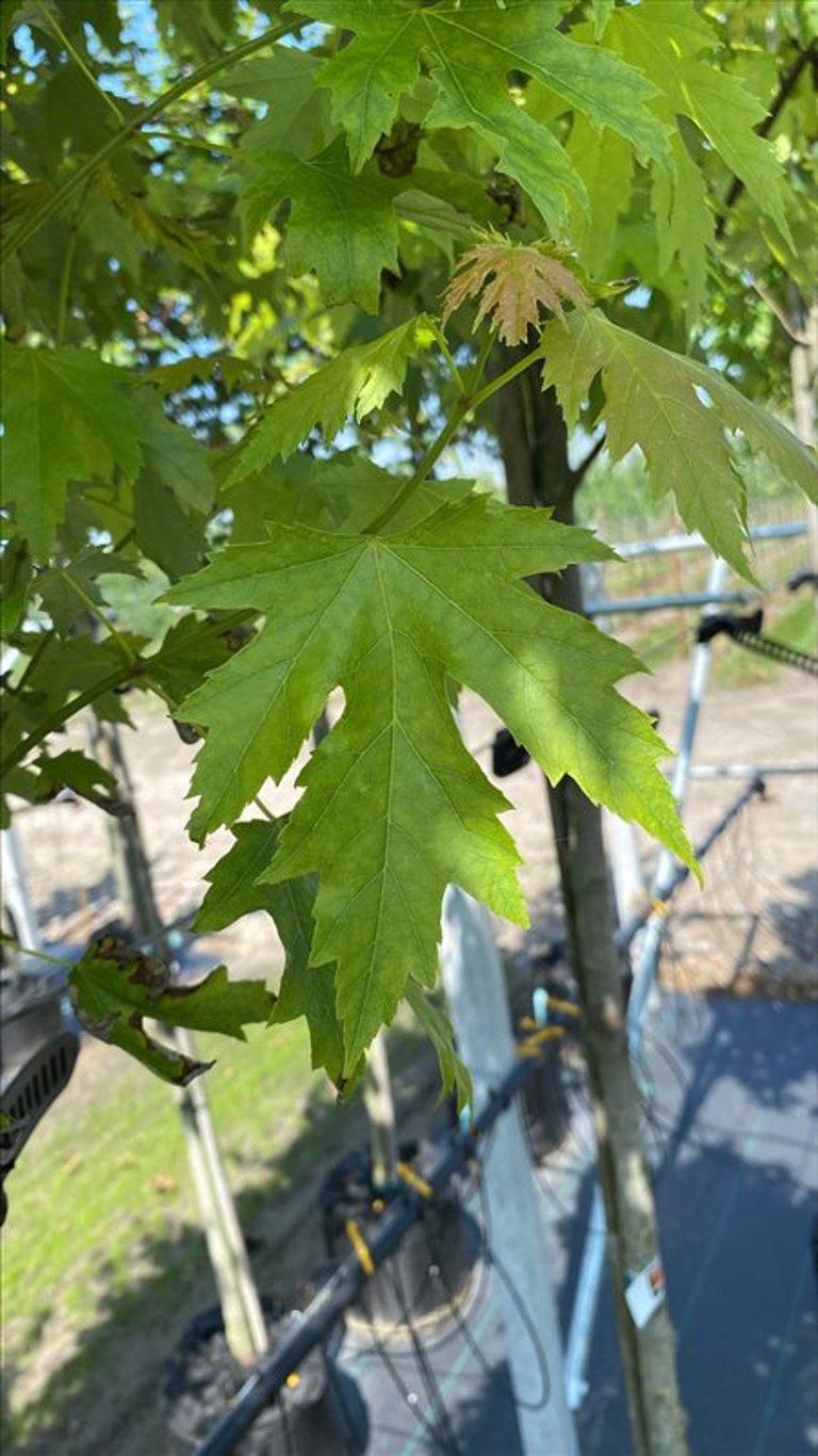 Acer s. ‘Pyramidale’