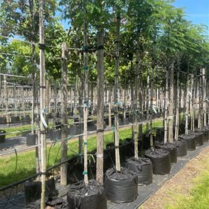 Albizia julibrissin