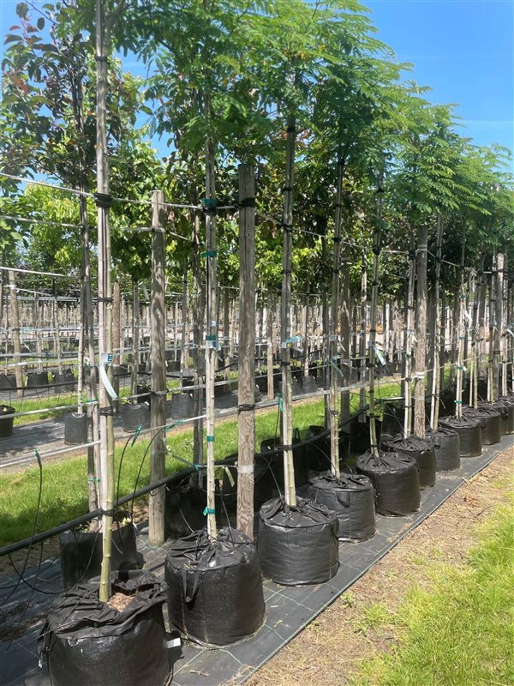 Albizia julibrissin