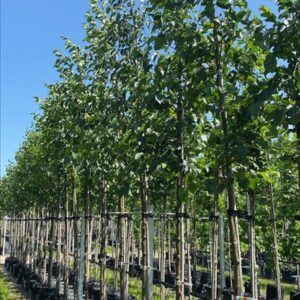 Alnus cordata
