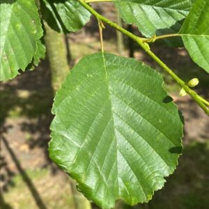 Alnus glutinosa