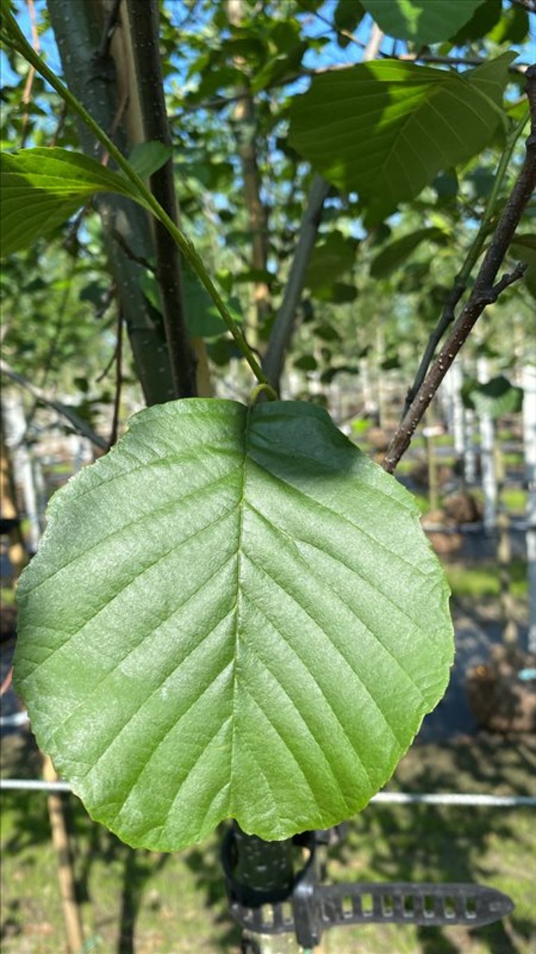 Alnus glutinosa