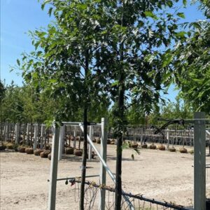 Alnus glutinosa ‘Laciniata’