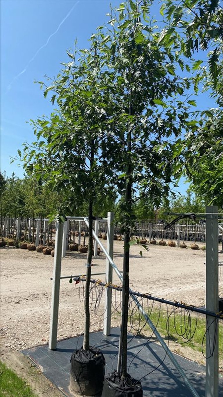 Alnus glutinosa ‘Laciniata’