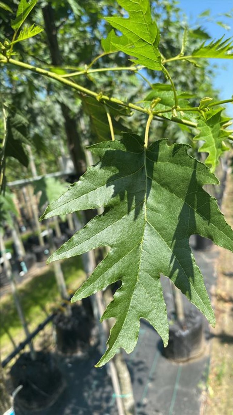 Alnus glutinosa ‘Laciniata’