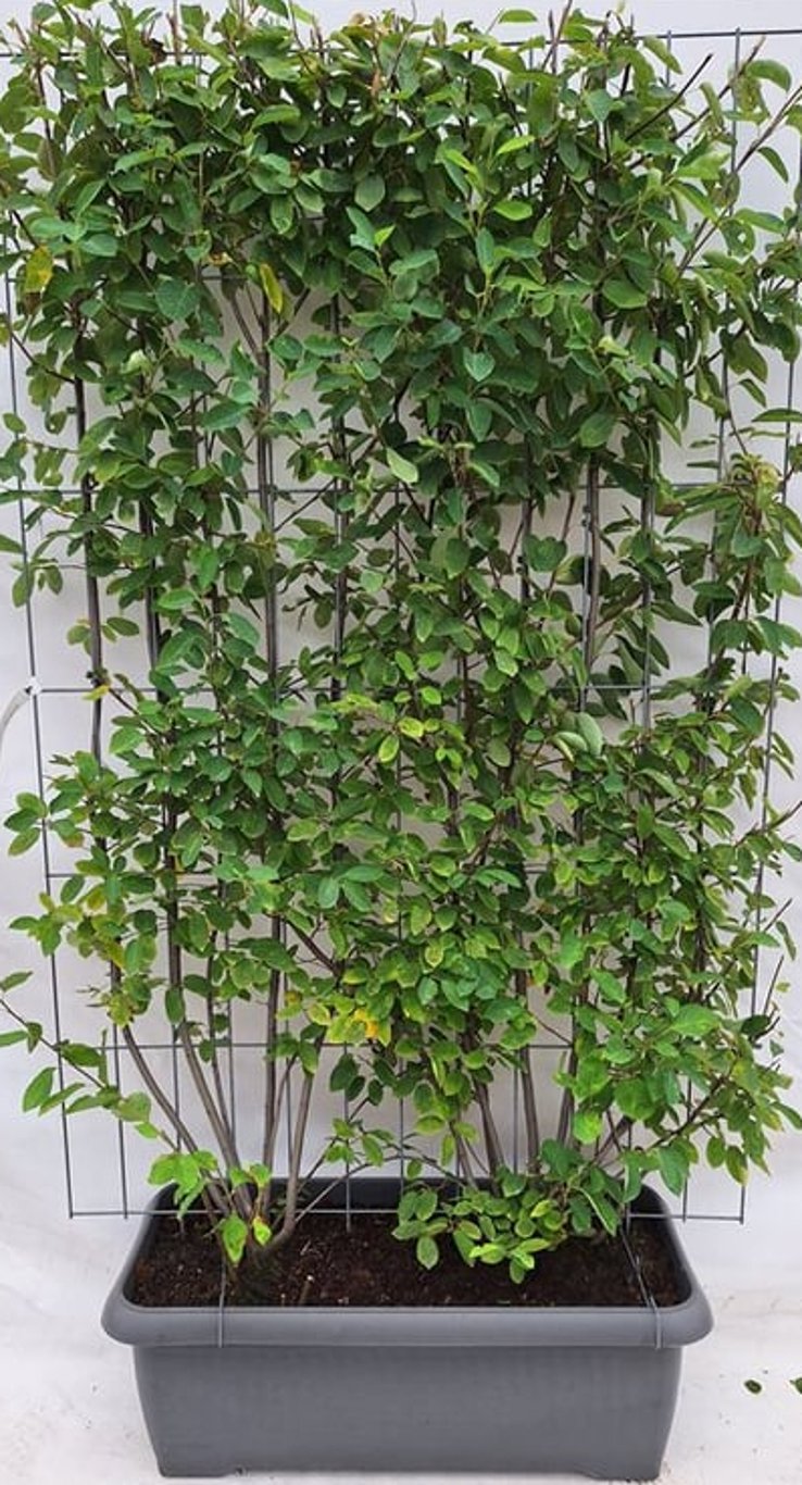 Amelanchier lamarckii