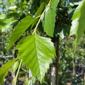 Betula nigra