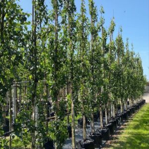 Betula p. ‘Fastigiata’