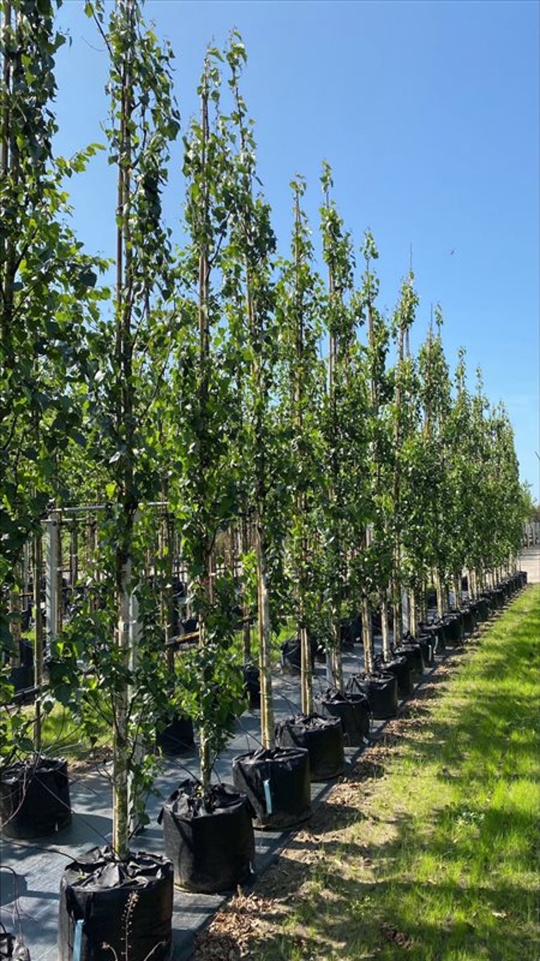 Betula p. ‘Fastigiata’