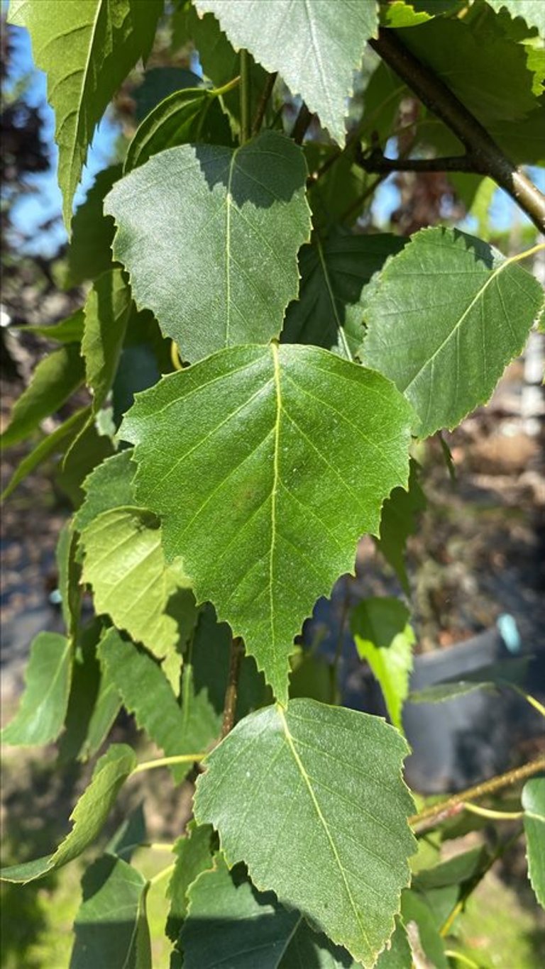 Betula p. ‘Fastigiata’