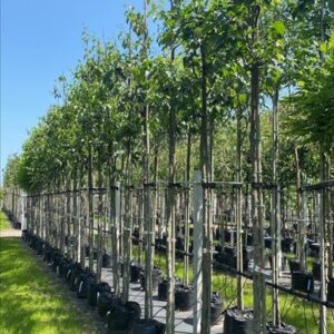 Betula papyrifera