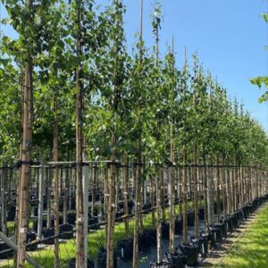 Betula pendula