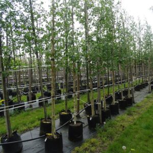 Betula utilis ‘Doorenbos’