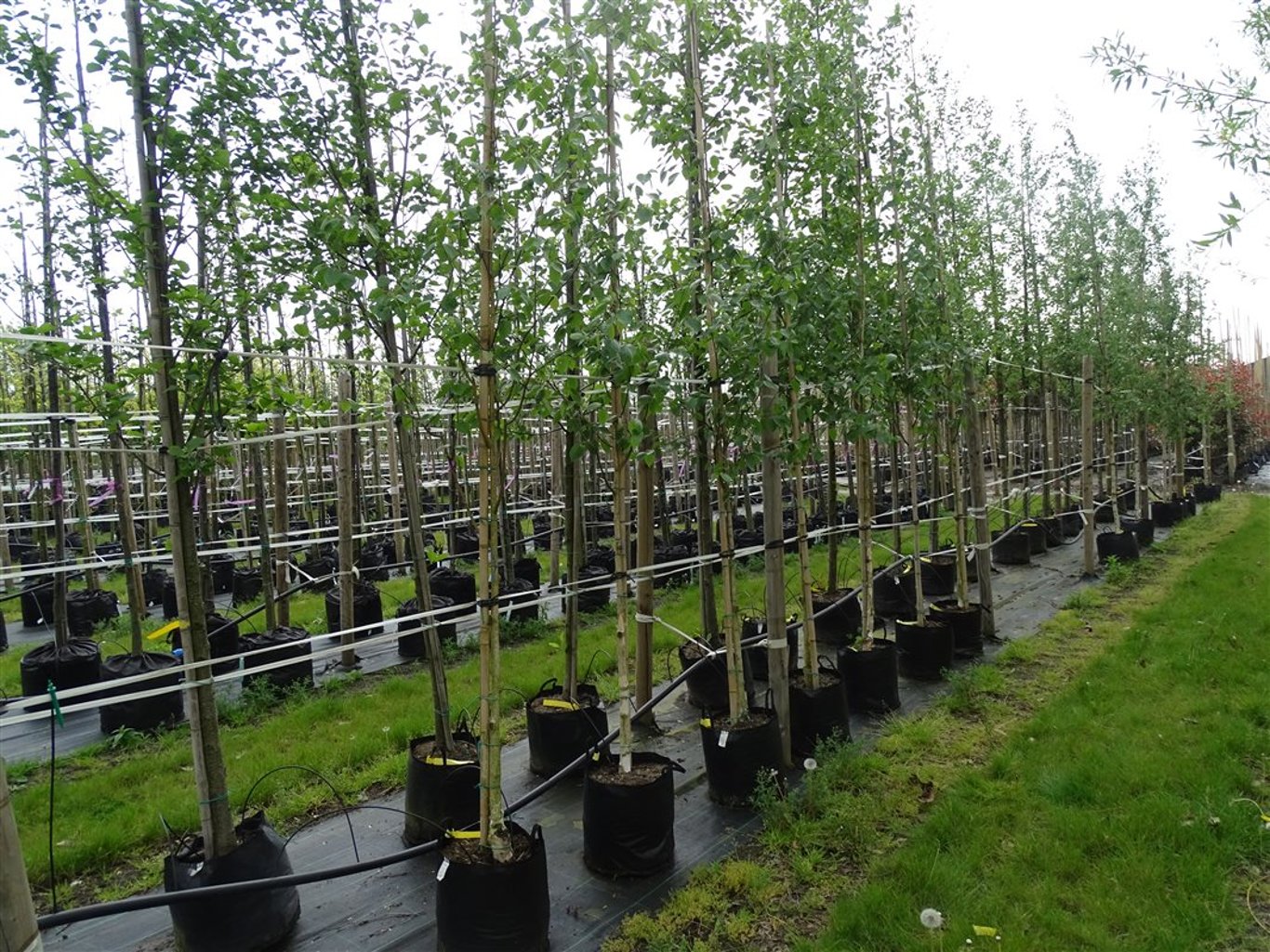 Betula utilis ‘Doorenbos’