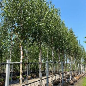 Betula utilis ‘Fascination’