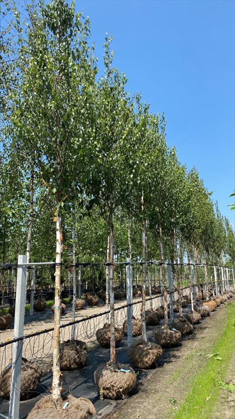 Betula utilis ‘Fascination’