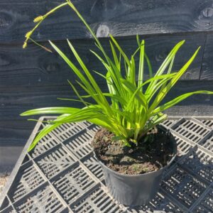 Carex morrowii ‘Irish Green’