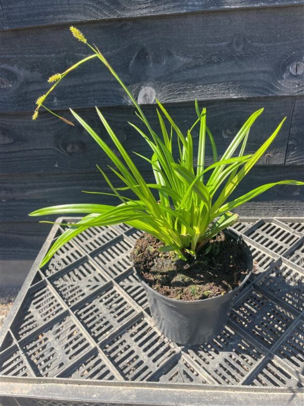 Carex morrowii ‘Irish Green’
