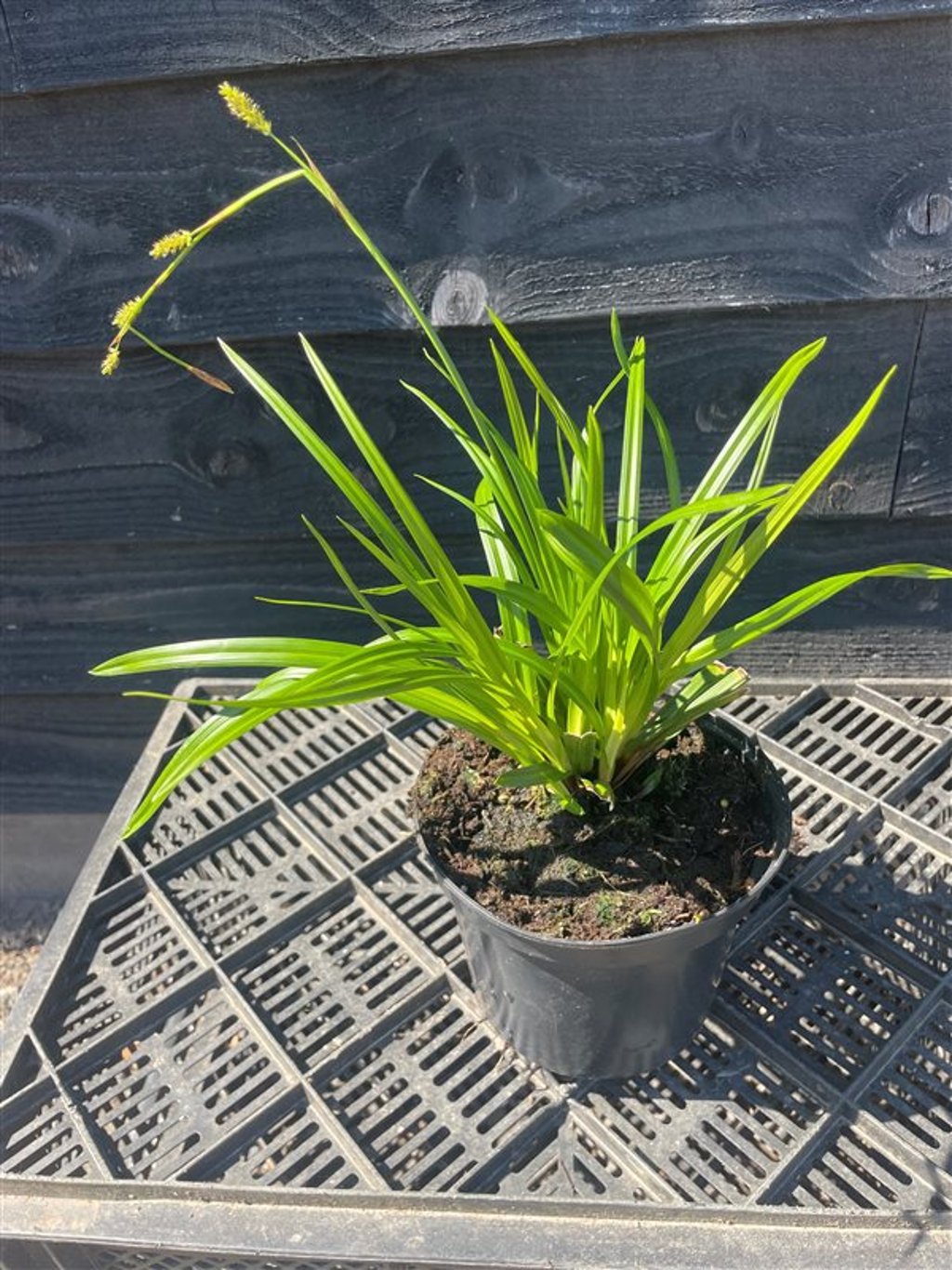 Carex morrowii ‘Irish Green’