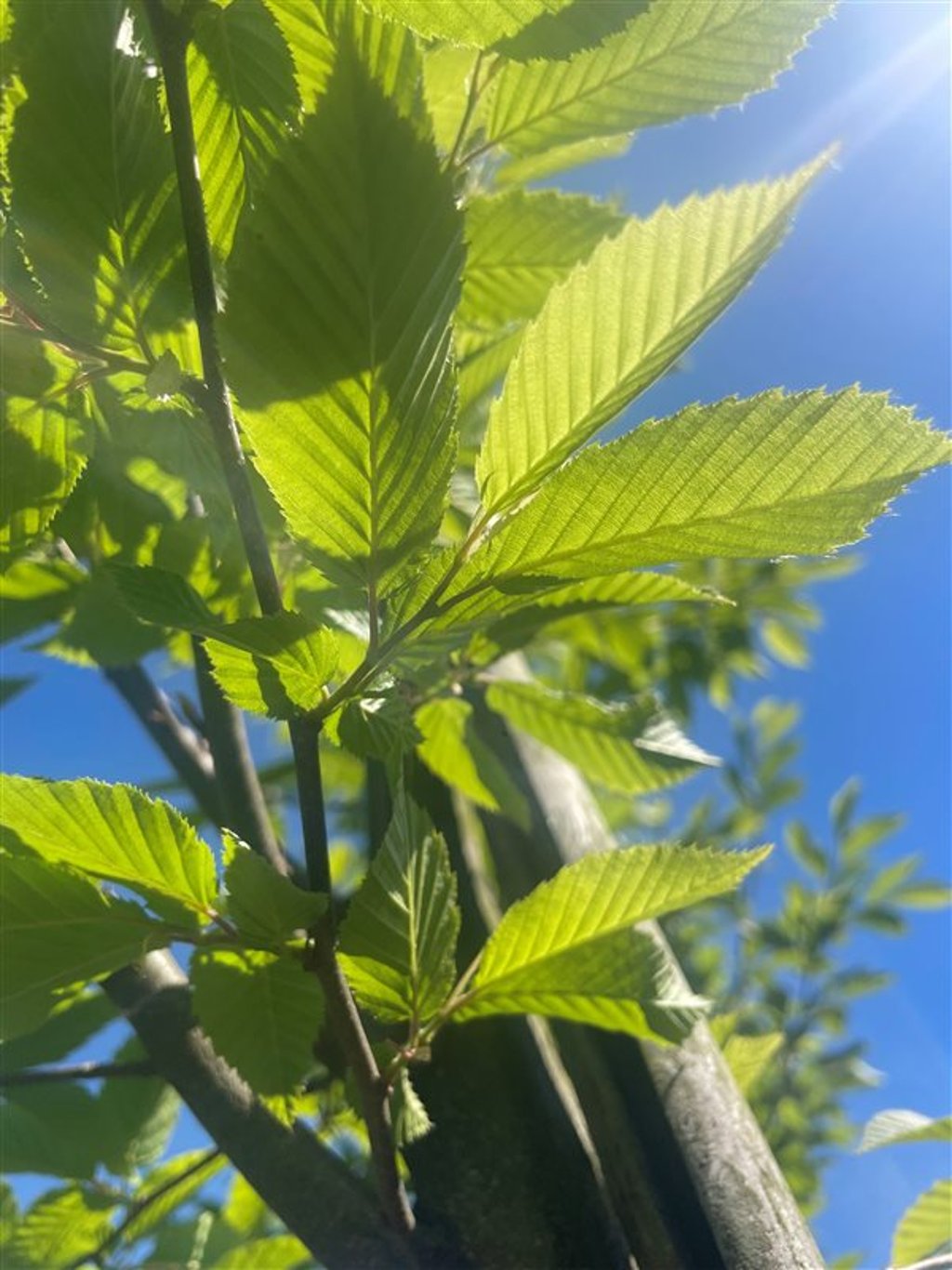 Carpinus bet. ‘Fastigiata’