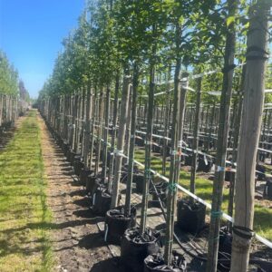Carpinus bet. ‘Lucas’