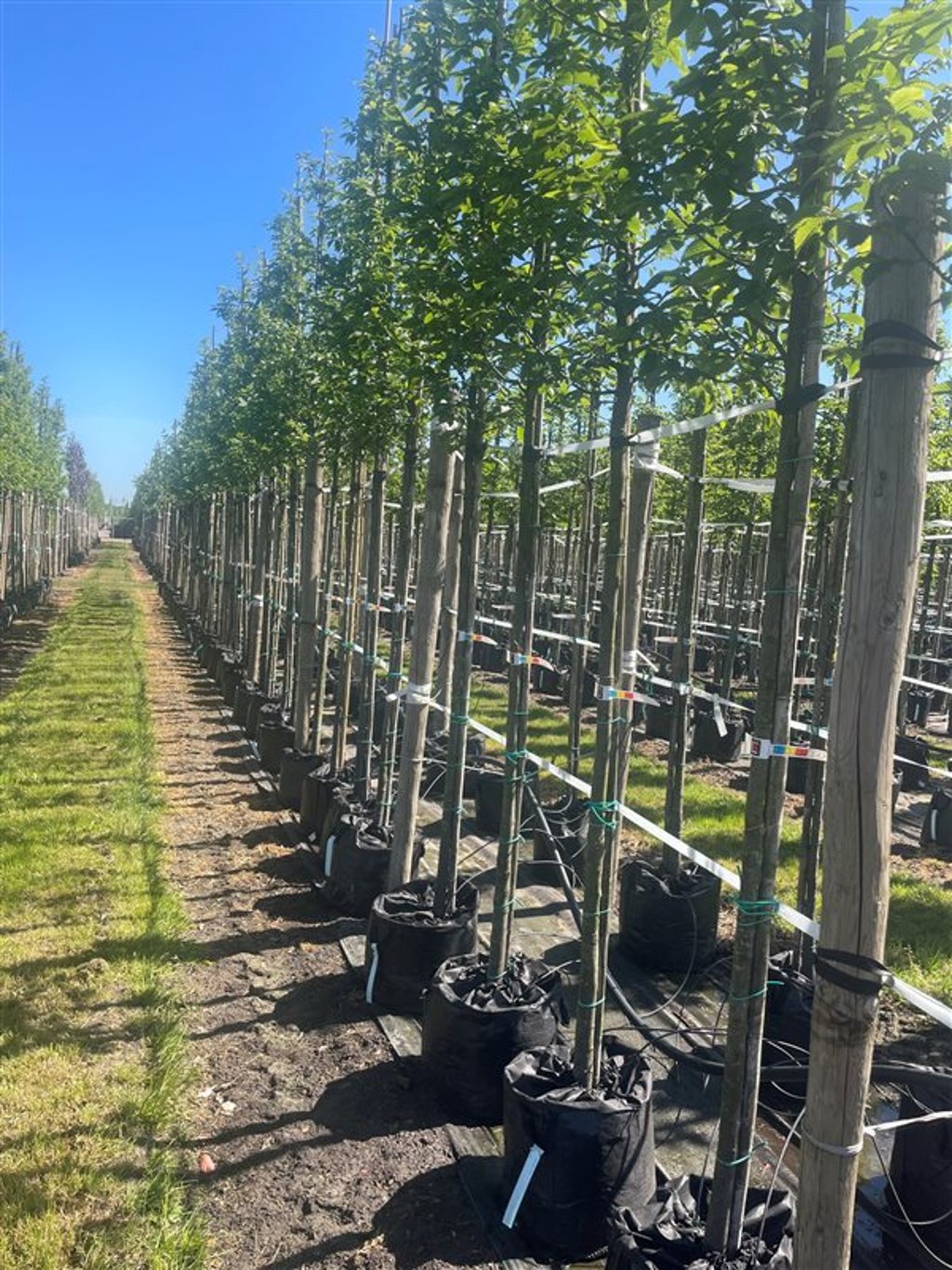 Carpinus bet. ‘Lucas’