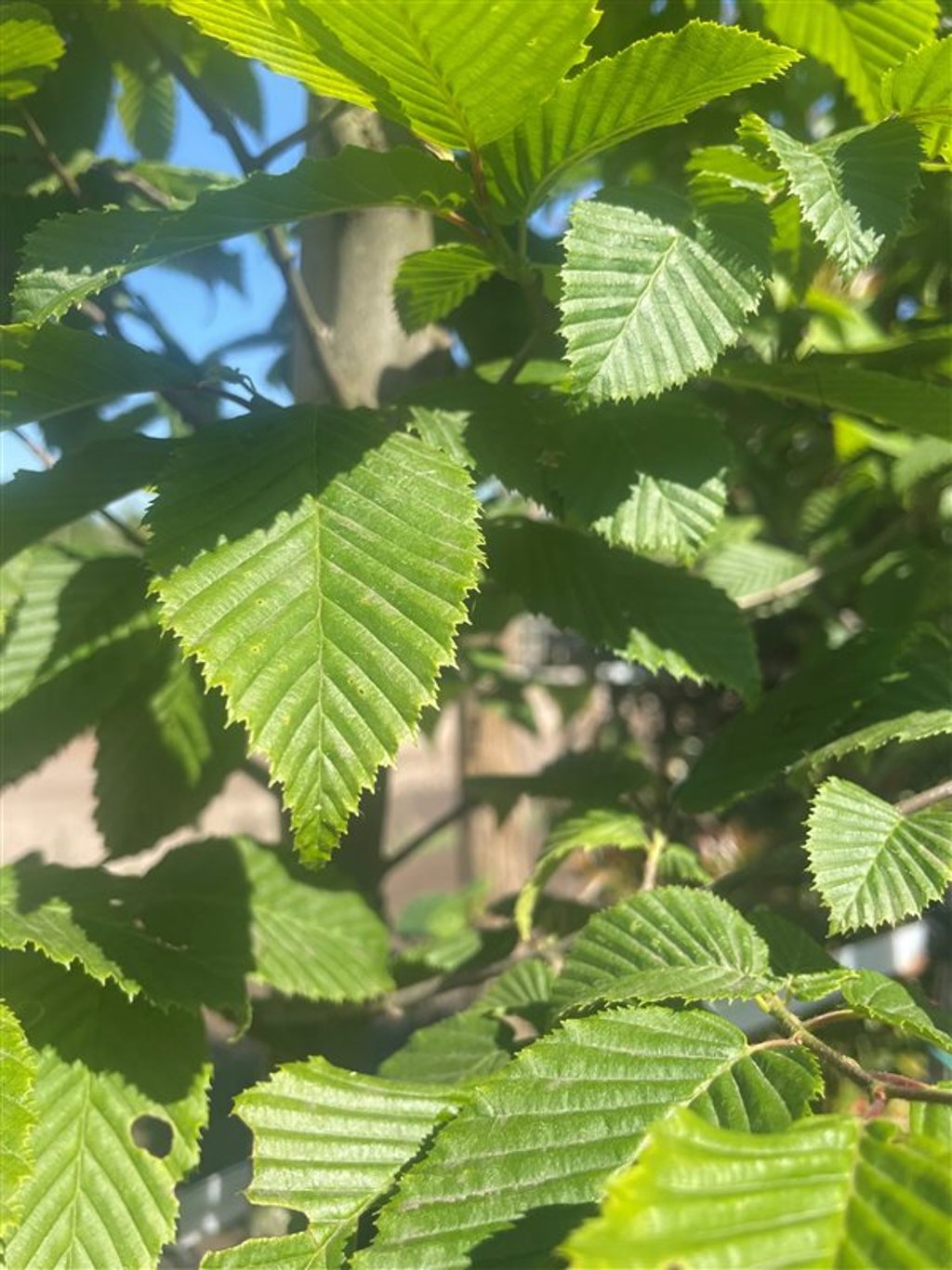 Carpinus bet. ‘Lucas’