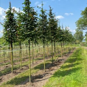 Carpinus betulus