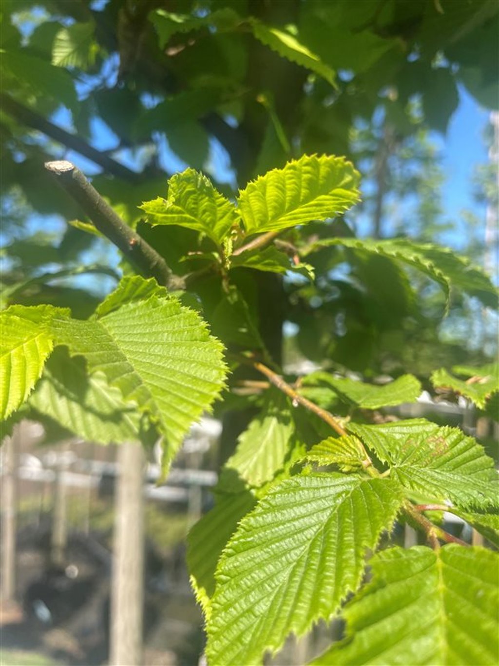 Carpinus betulus