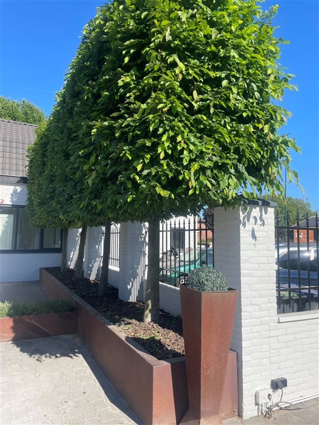 Carpinus betulus