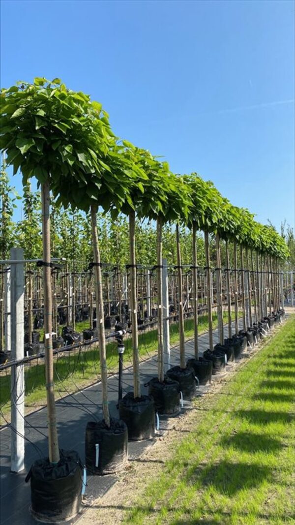 Catalpa bignonioides ‘Nana’