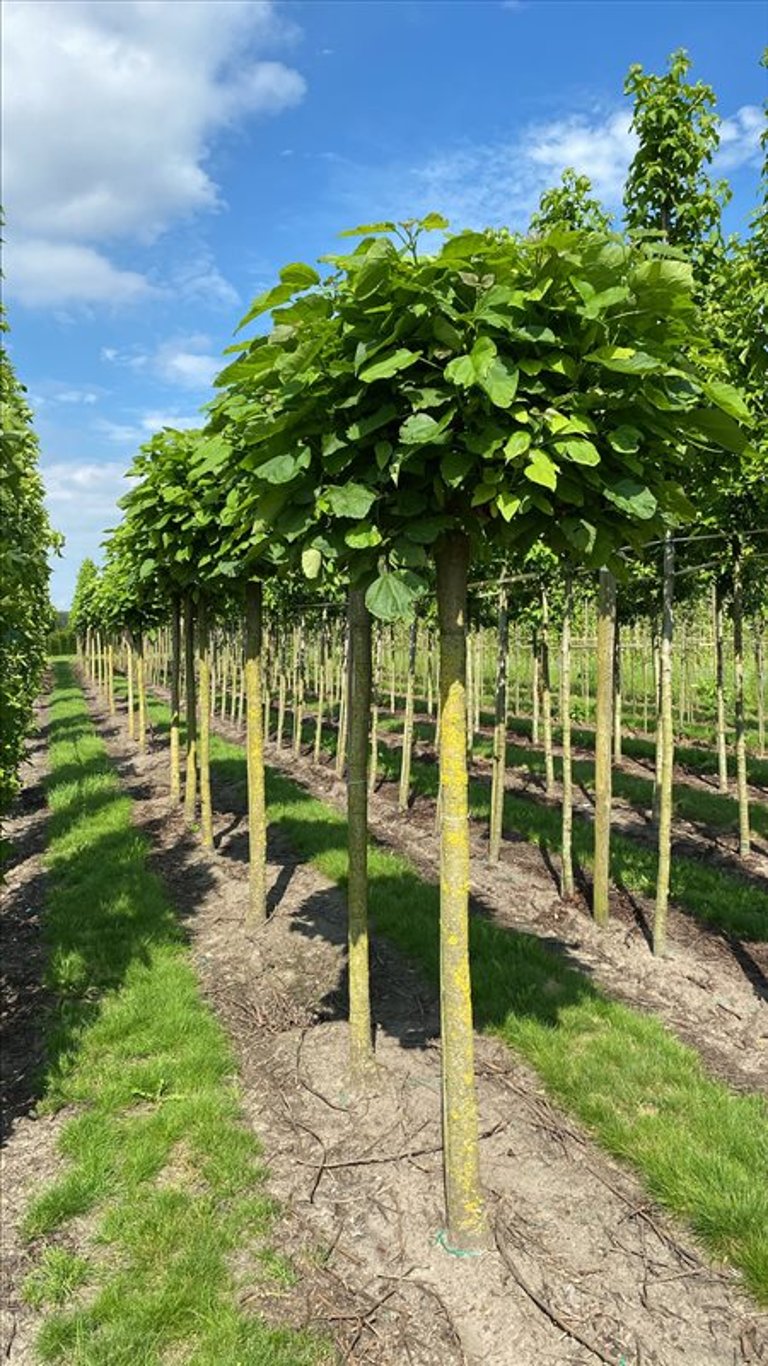 Catalpa bignonioides ‘Nana’