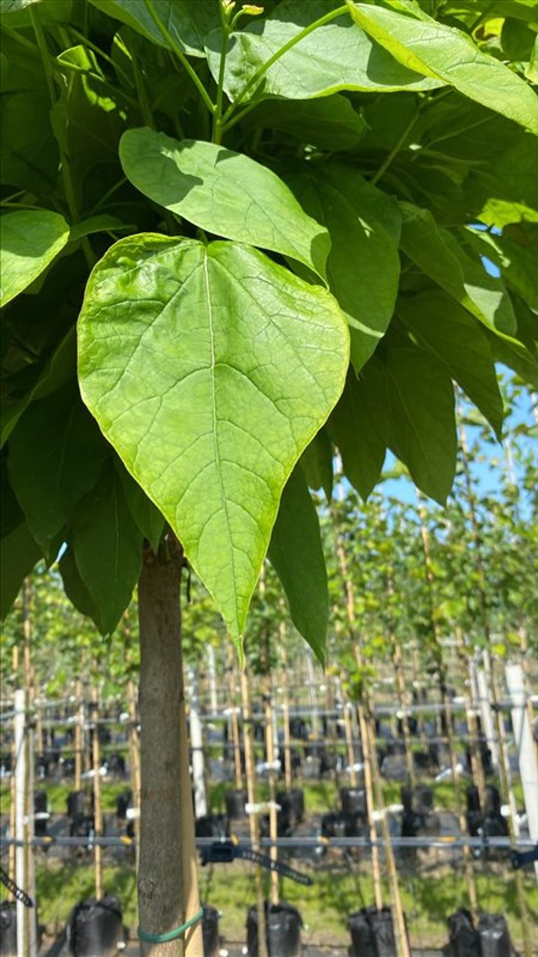 Catalpa bignonioides ‘Nana’