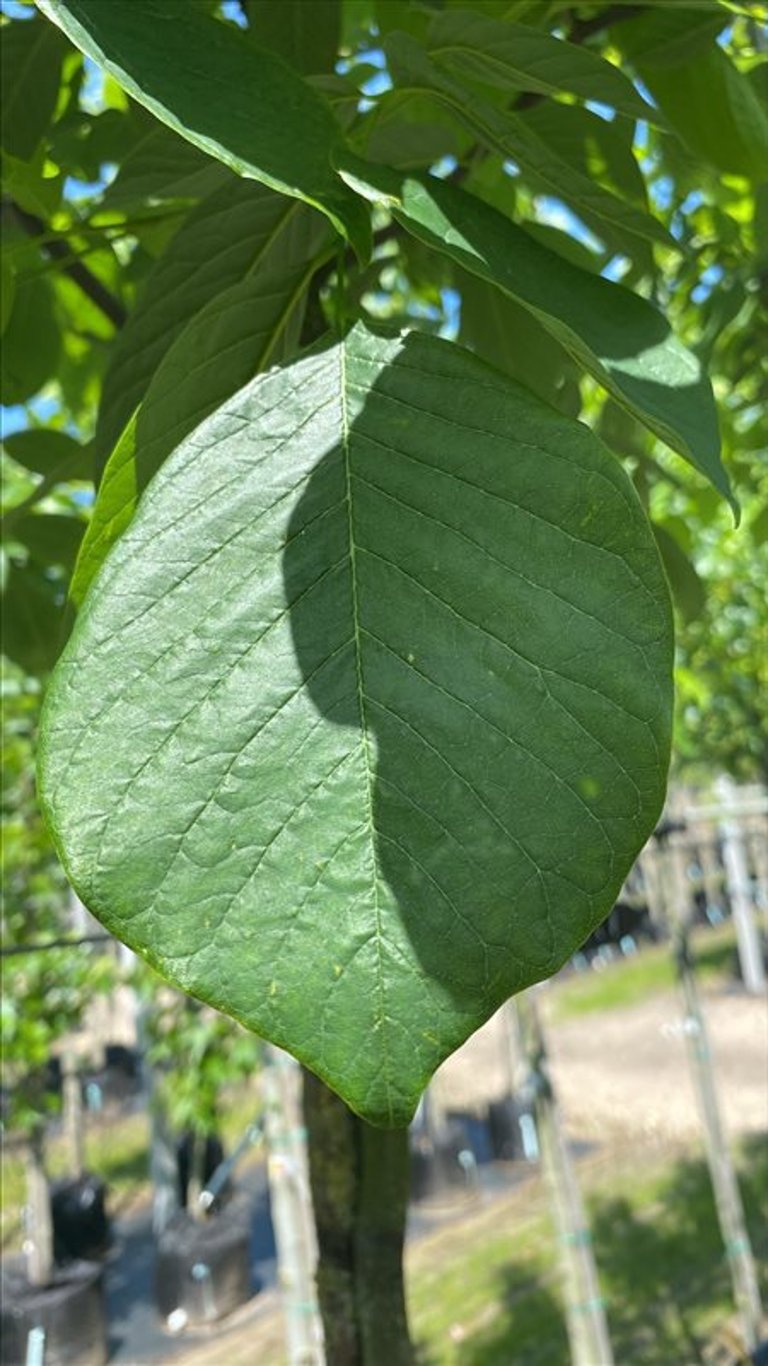Cladrastis kentukea