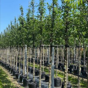 Cornus mas