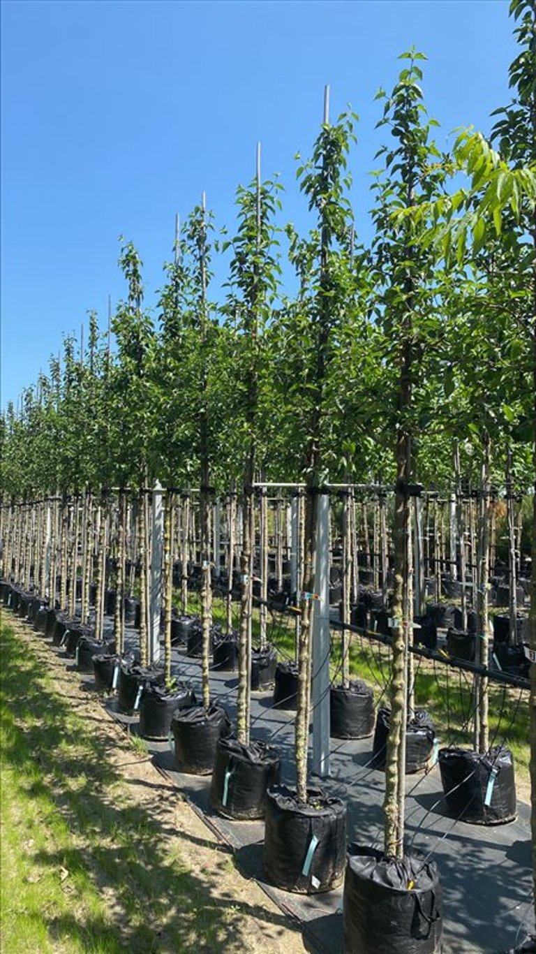 Cornus mas