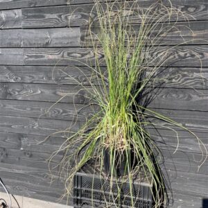 Cortaderia s. ‘White Plume’