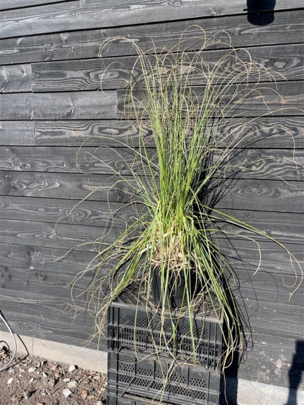 Cortaderia s. ‘White Plume’