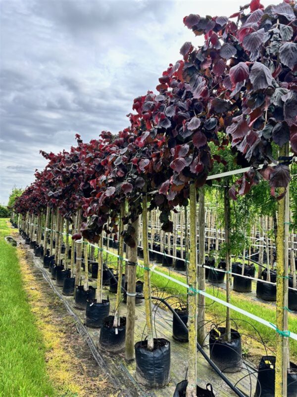 Corylus a. Purple Umbrella
