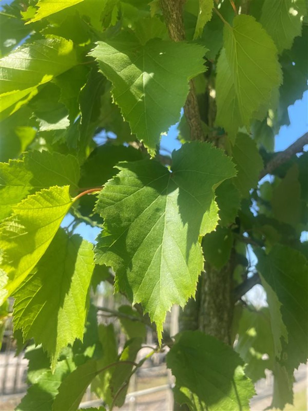 Corylus colurna
