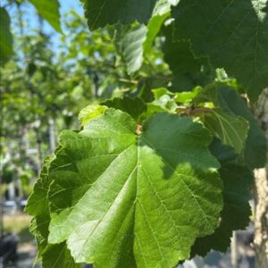 Corylus colurna