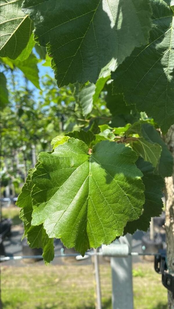 Corylus colurna