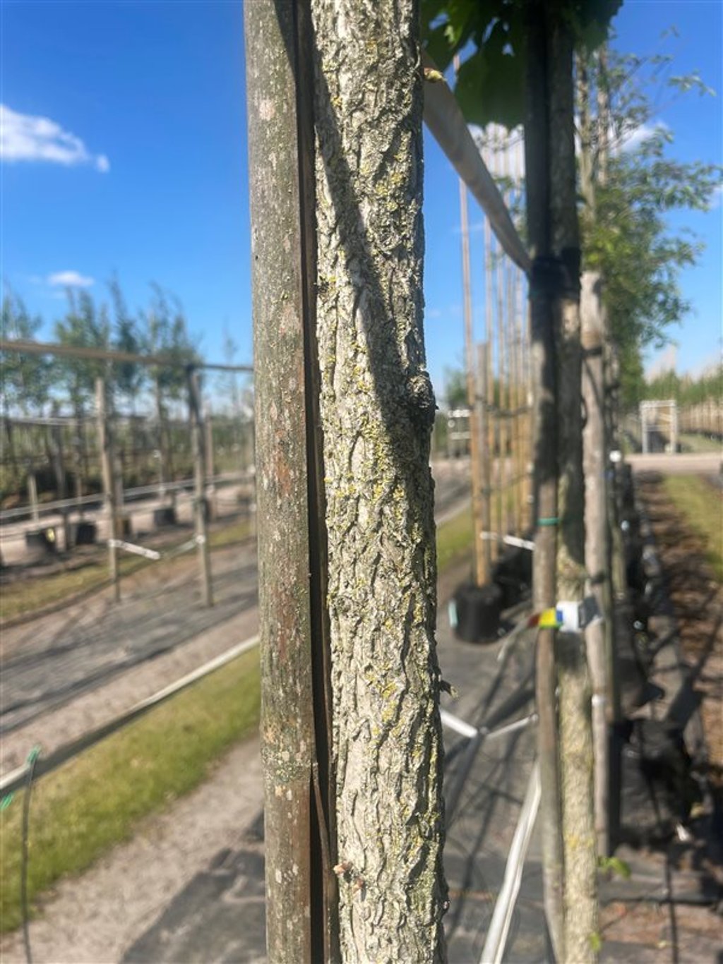 Corylus colurna