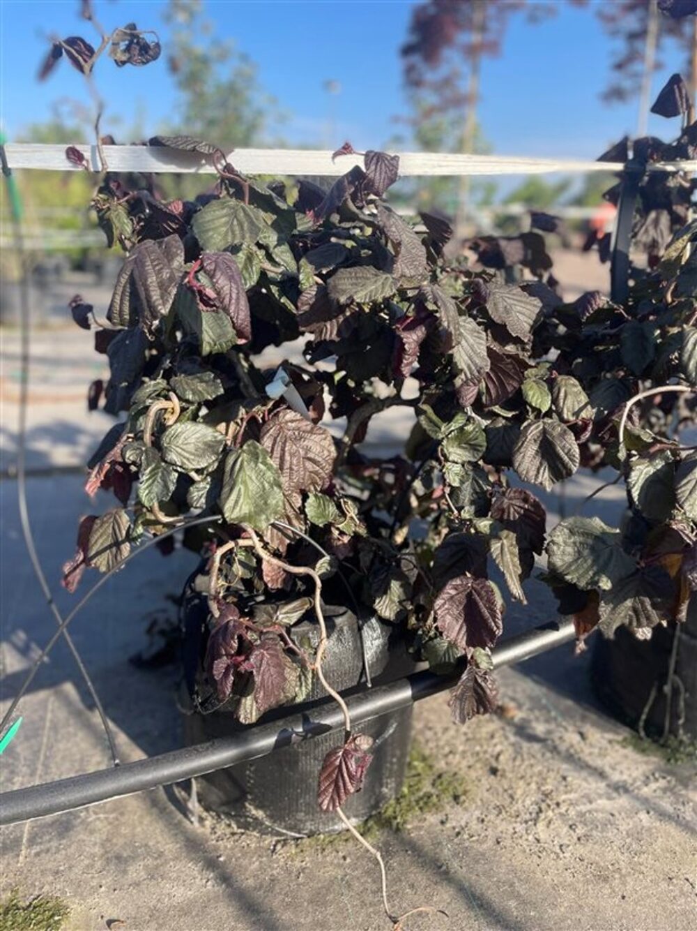Corylus ‘Red Majestic’