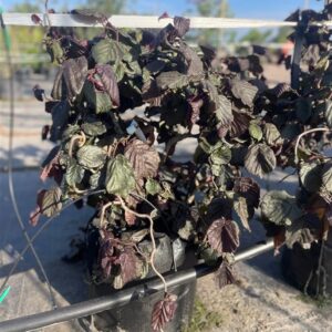 Corylus ‘Red Majestic’