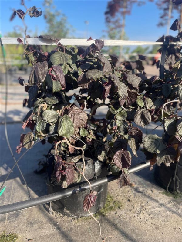 Corylus ‘Red Majestic’