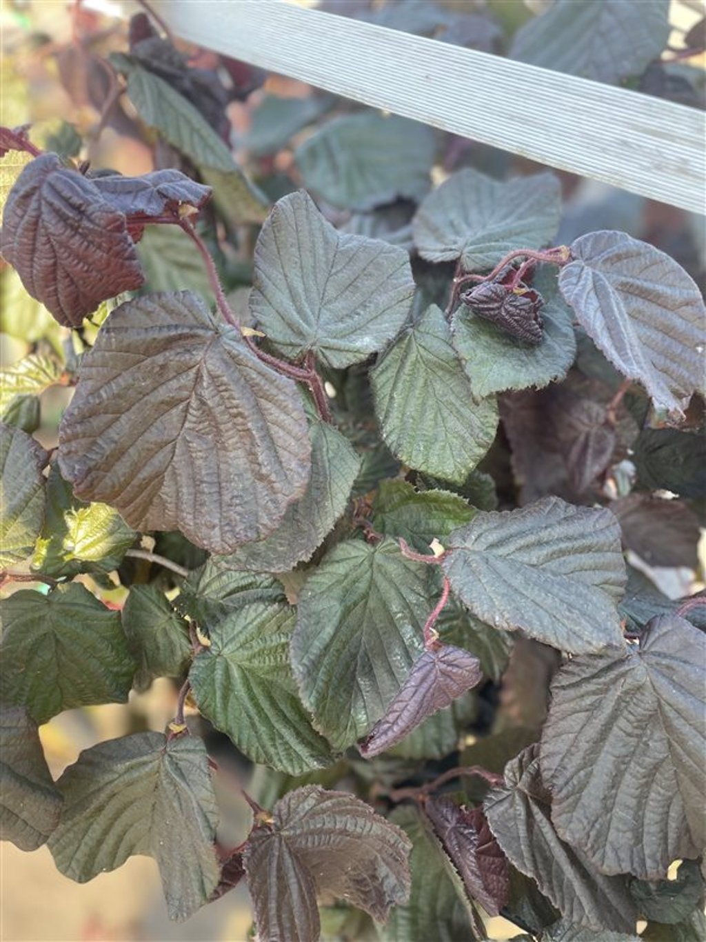 Corylus ‘Red Majestic’