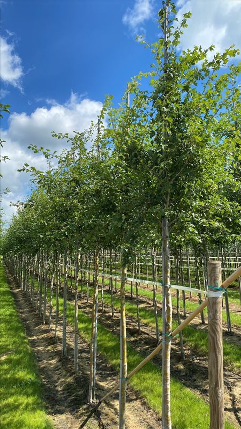 Crataegus monogyna