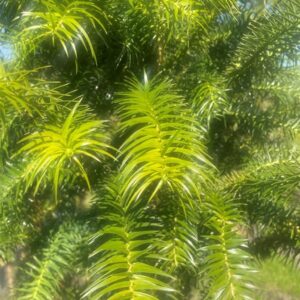 Cunninghamia lanceolata