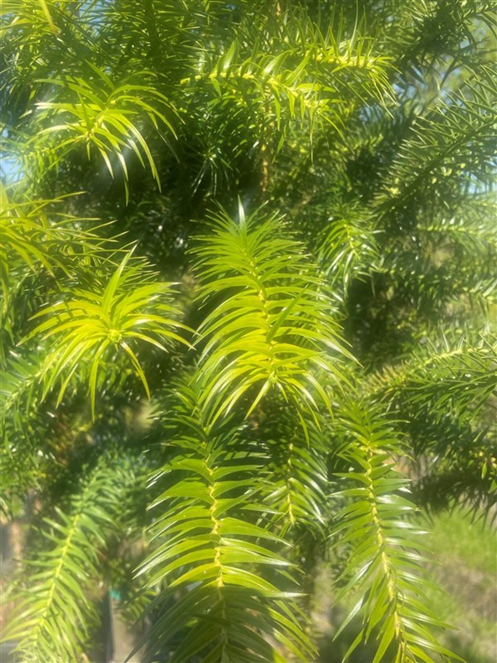 Cunninghamia lanceolata